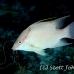 hogfish_laa_jar_h_0056_cub1632.jpg